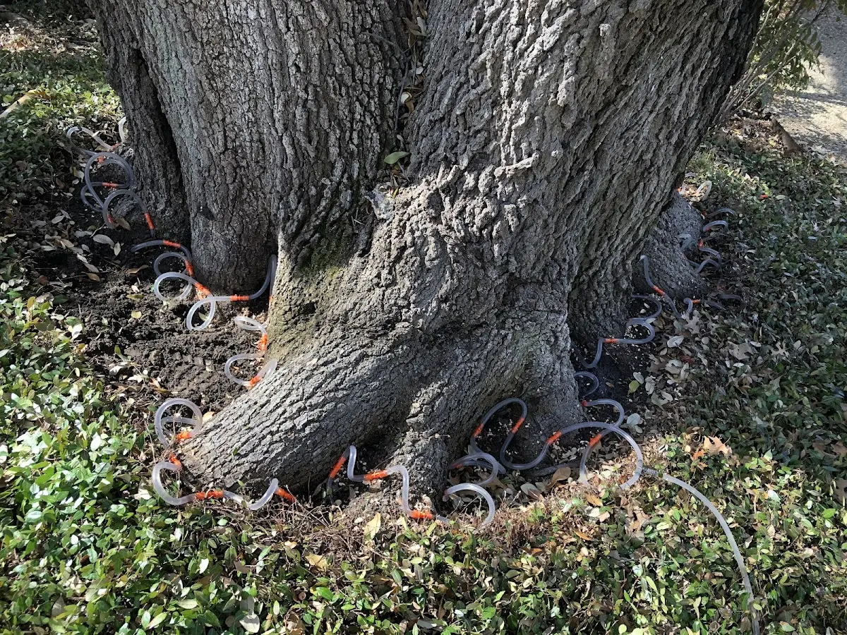 Detailed Tree Cabling and Bracing job site in Grizzly Flats