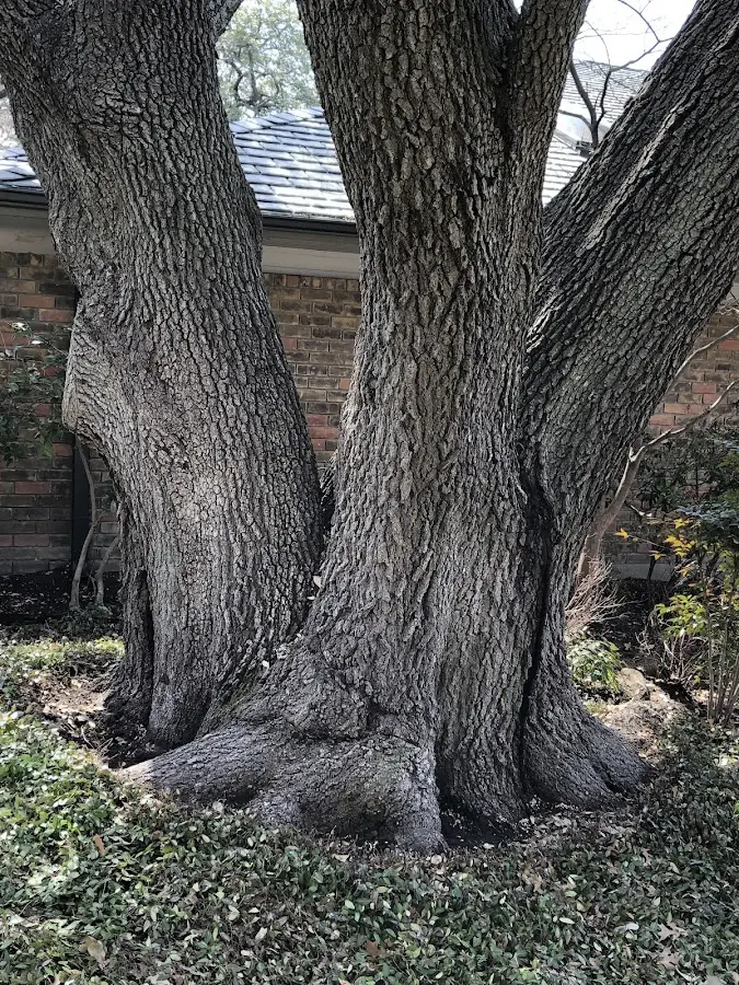 Mature heritage tree close to a Grizzly Flats property cared for by certified arborists