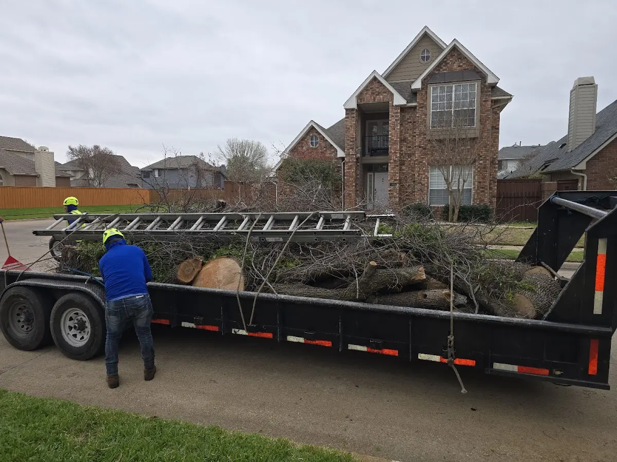 Expert Tree Removal with proper safety equipment in Grizzly Flats